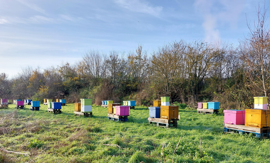 15 Lb Spring Honey Bucket