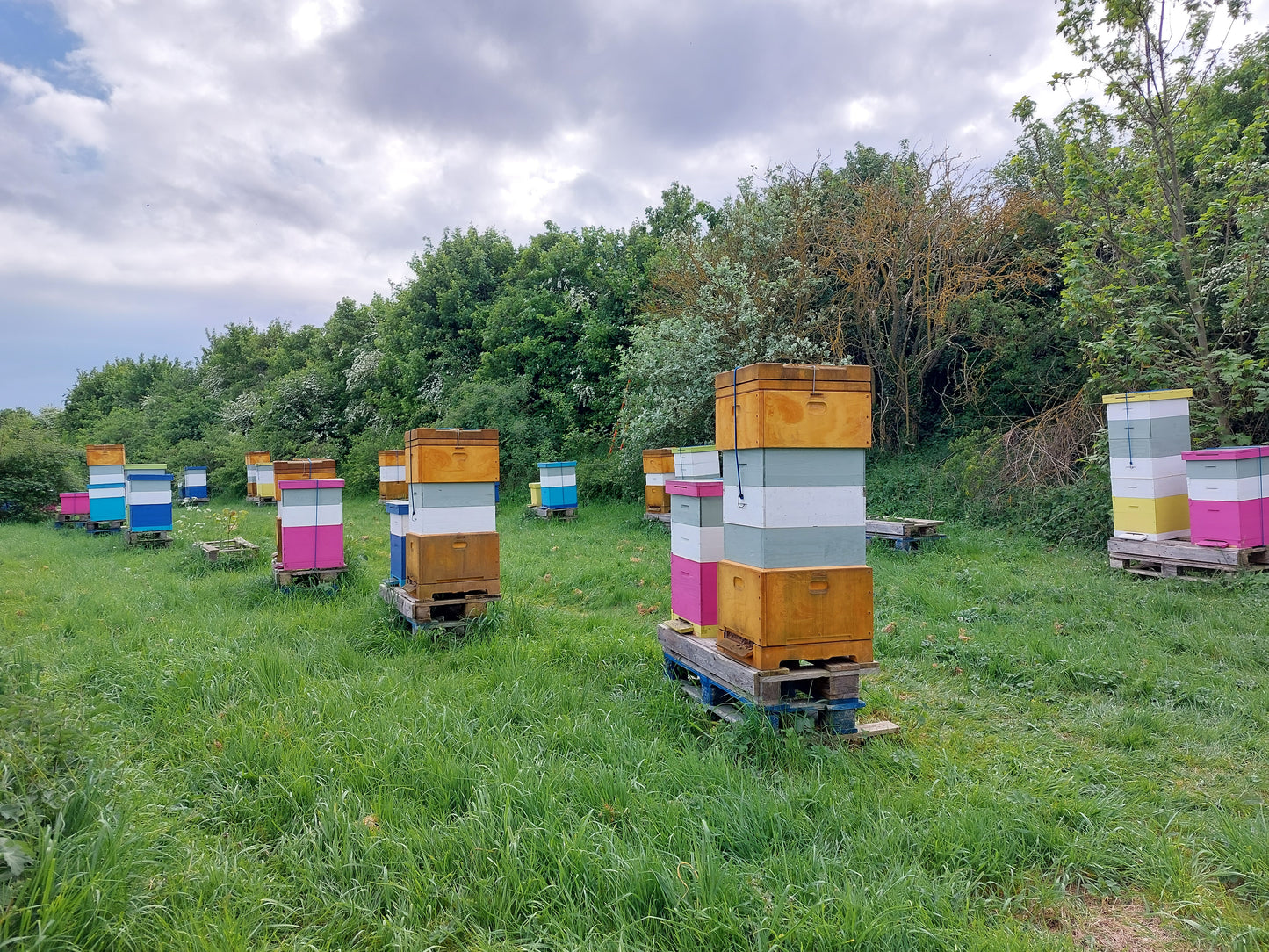 15 Lb Spring Honey Bucket