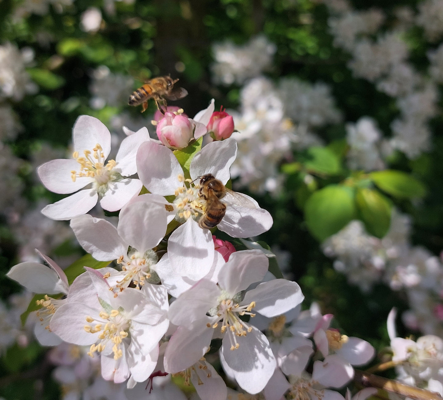 1 lb Spring Raw Honey