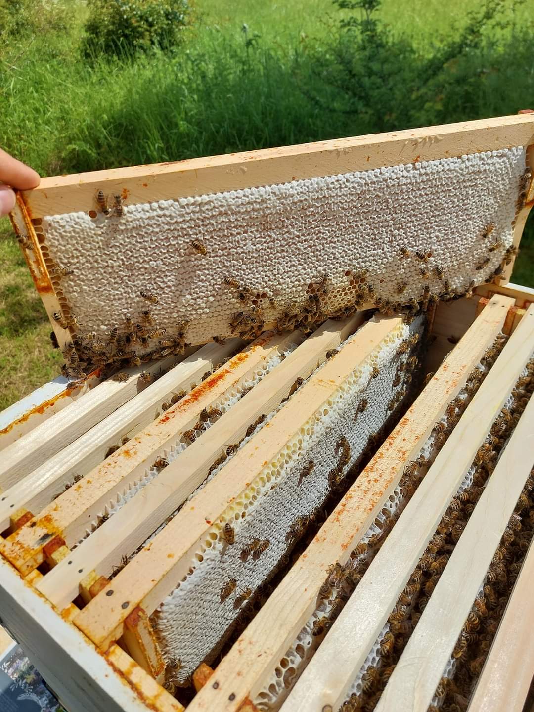 1 lb Spring Honey