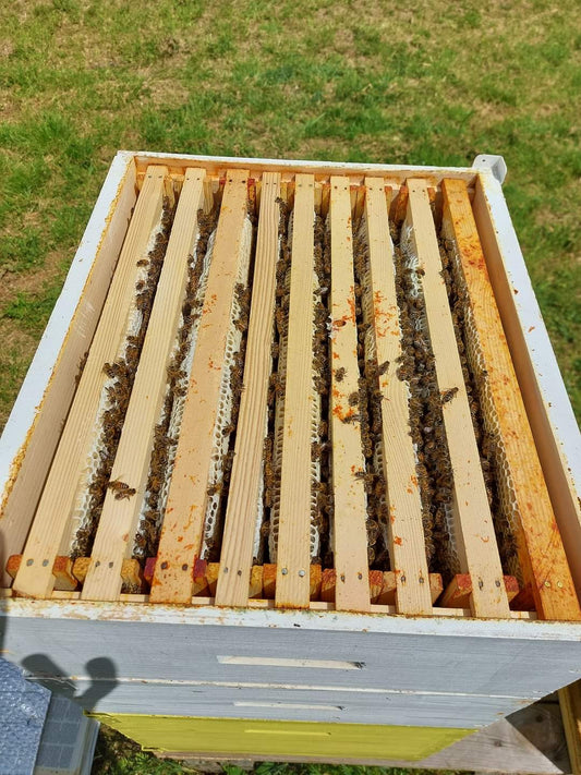 Full Honeycomb Frame