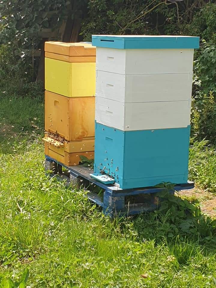 30 Lb Spring Honey Bucket