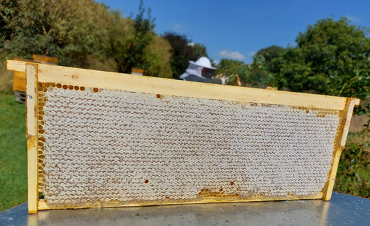 Full Honeycomb Frame