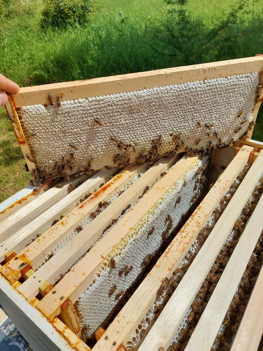 1 lb Spring Honey